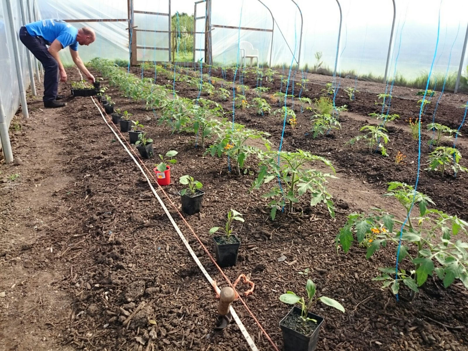 aubergine-planting-camelcsa-110515