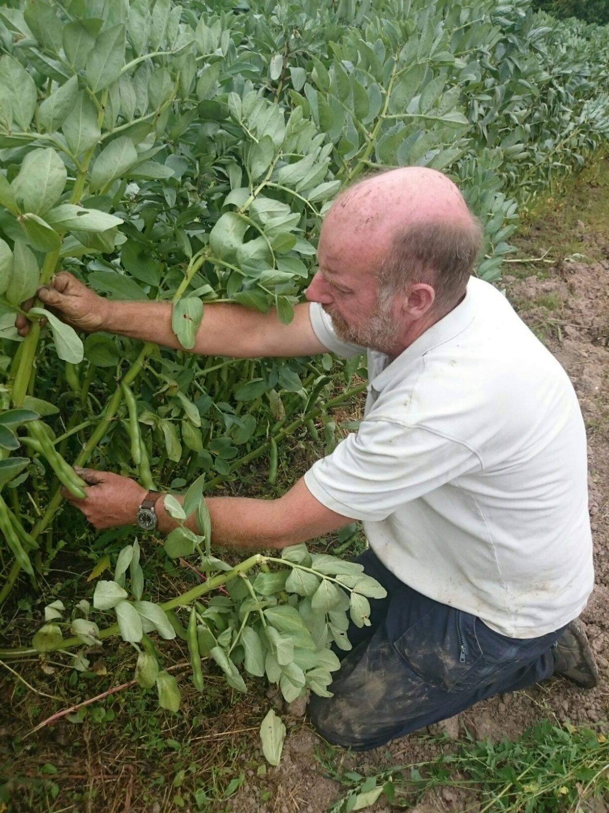 picking-broad-beans-camelcsa-220715