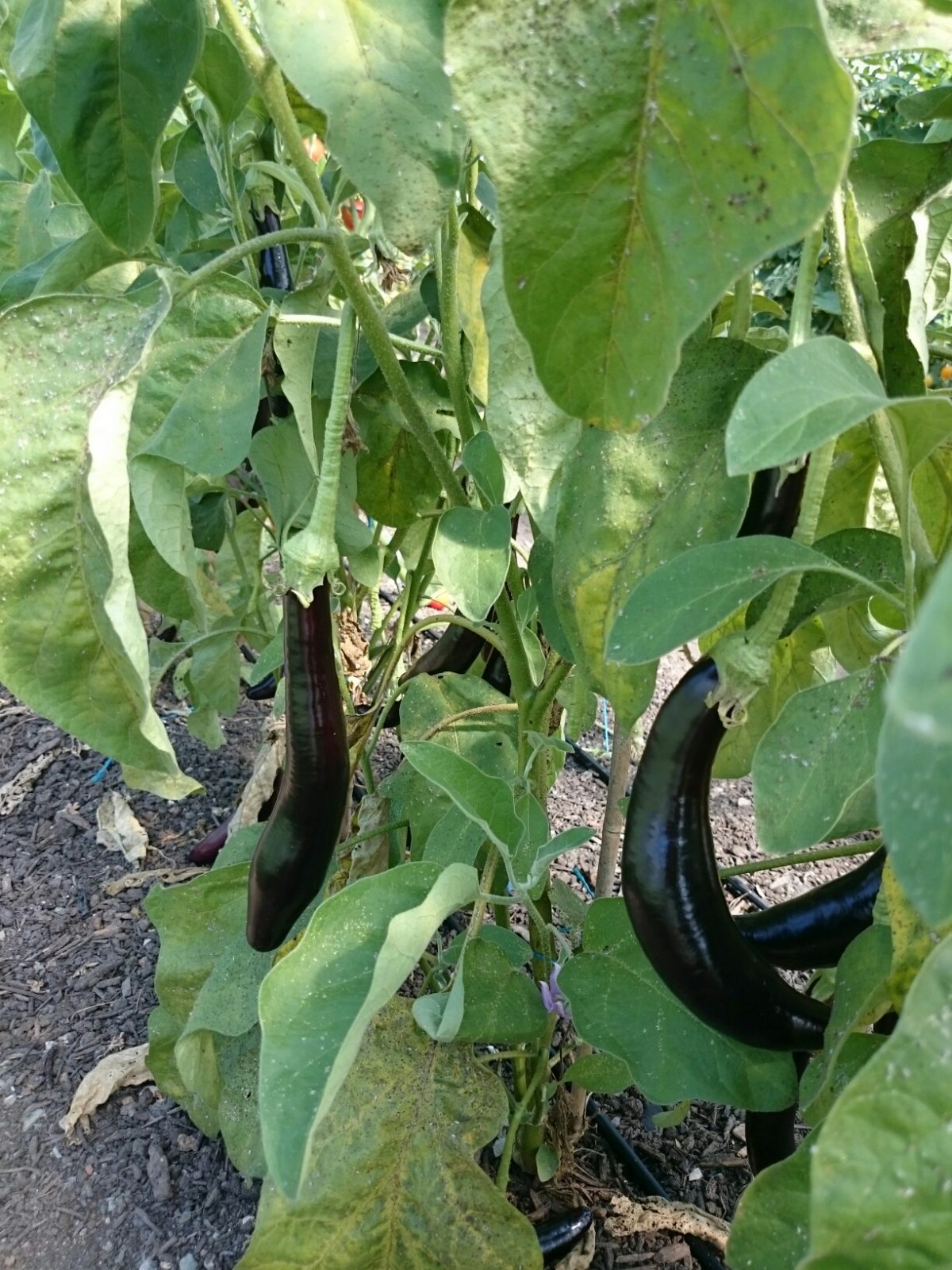 aubergine-plant-p-camelcsa-0815