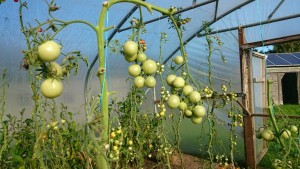 green-tomatoes-polytunnel-camelcsa-221015