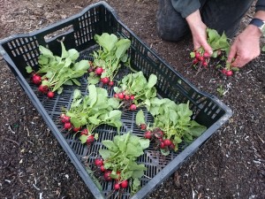 harvesting-radishes-camelcsa-260316
