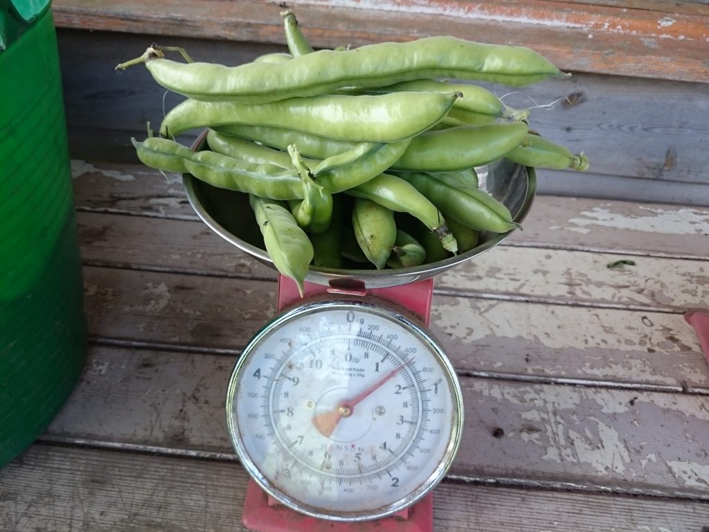 broad-beans-scales-camelcsa-0516