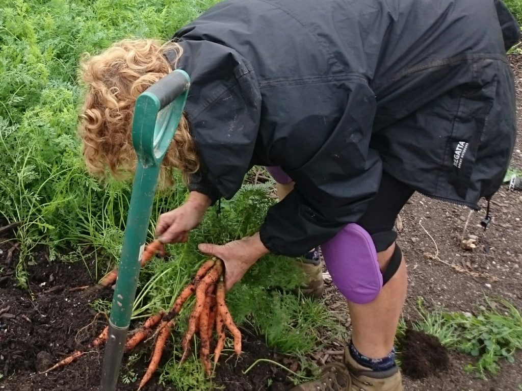 carrot-harvesting-camelcsa-170616