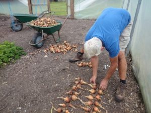 harvesting-onions-camelcsa-0816