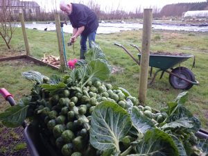 brussels-sprout-stalks-camelcsa-231416