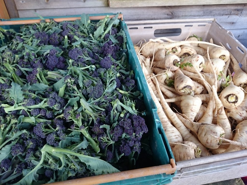 purple-sprouting-broccoli-parsnips-camelcsa-240217