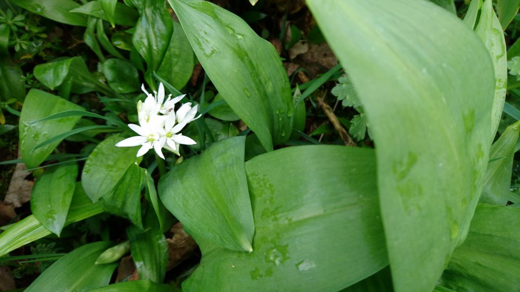flowering-wild-garlic-camelcsa-170317