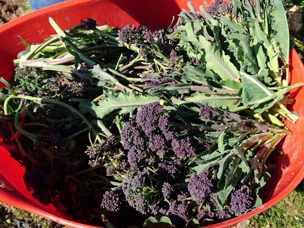 purple-sprouting-broccoli-camelcsa-170417