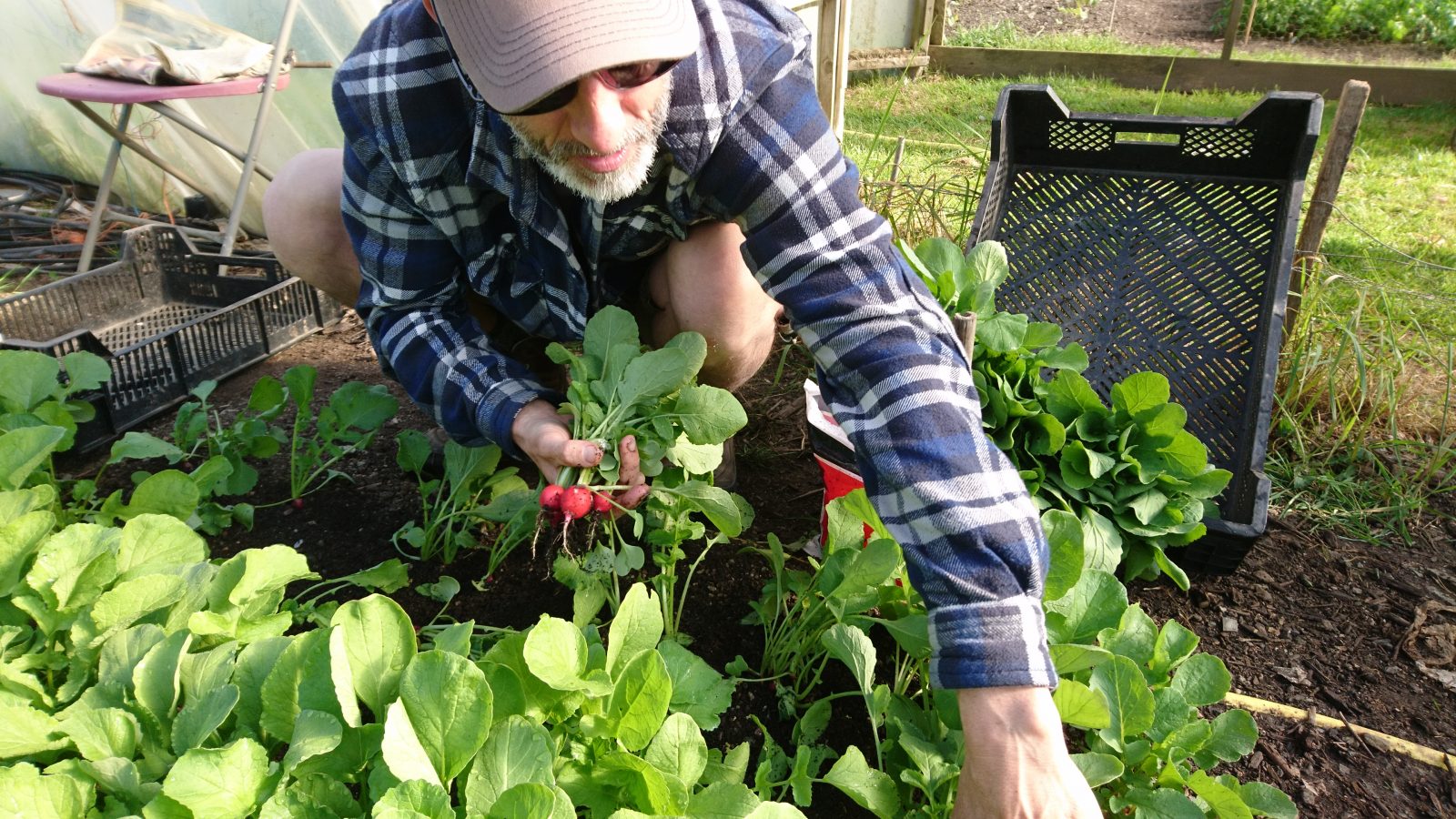 harvesting-radishes-camelcsa-210417