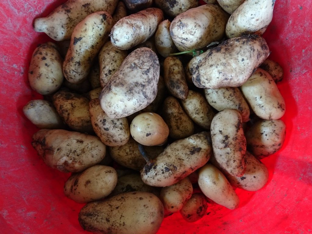 new-potatoes-camelcsa-070717