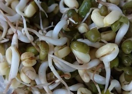 bean-sprouts-camelcsa-180218