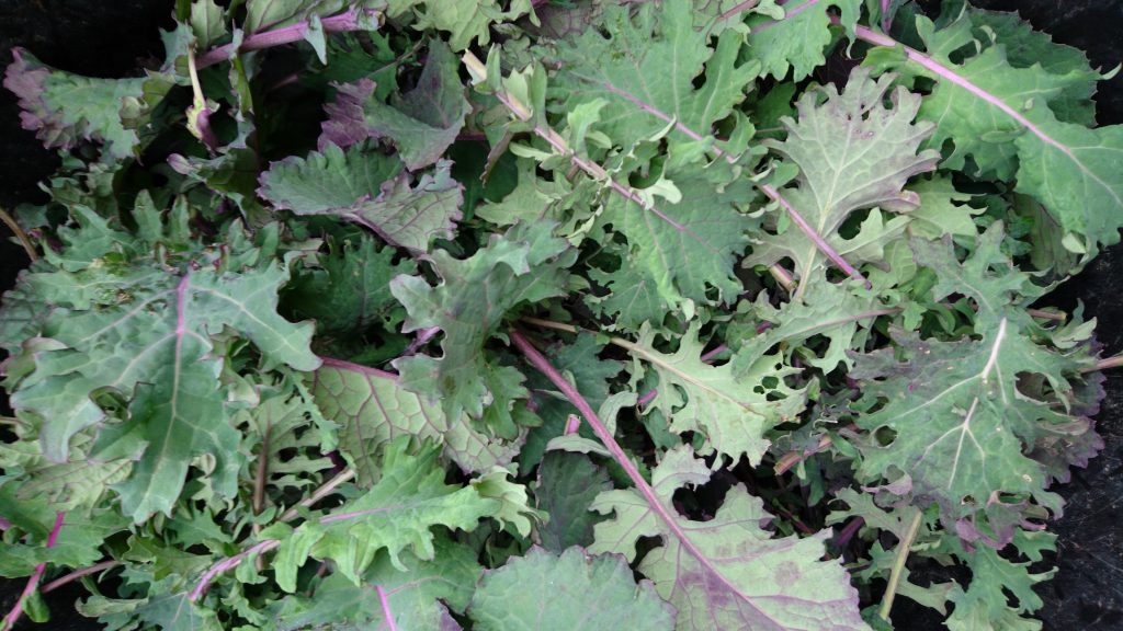 hrvesting-red-russian-kale-camelcsa-060418