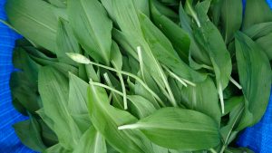 wild-garlic-leaves-camelcsa-130418