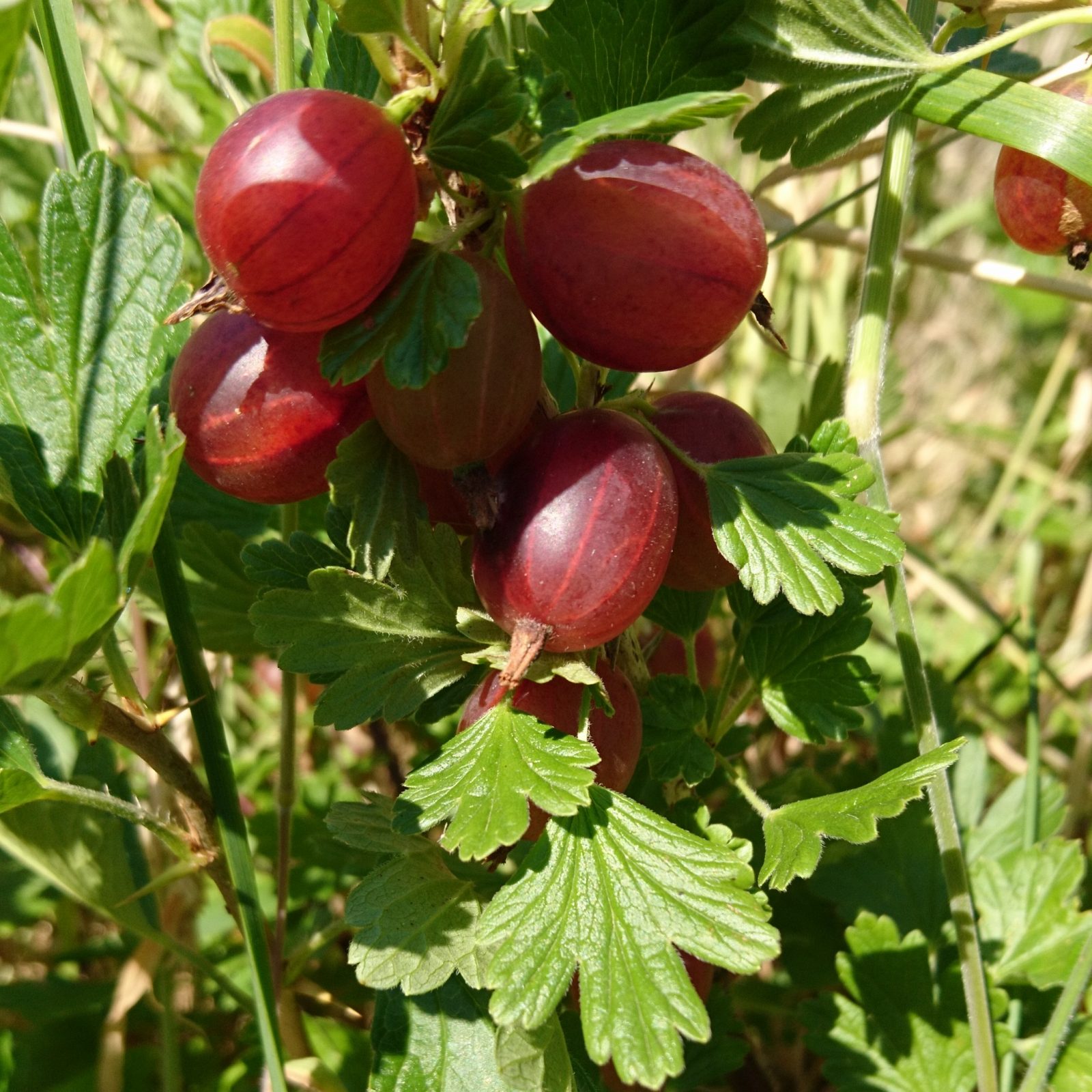 red-gooseberry-bush-camelcsa-290618