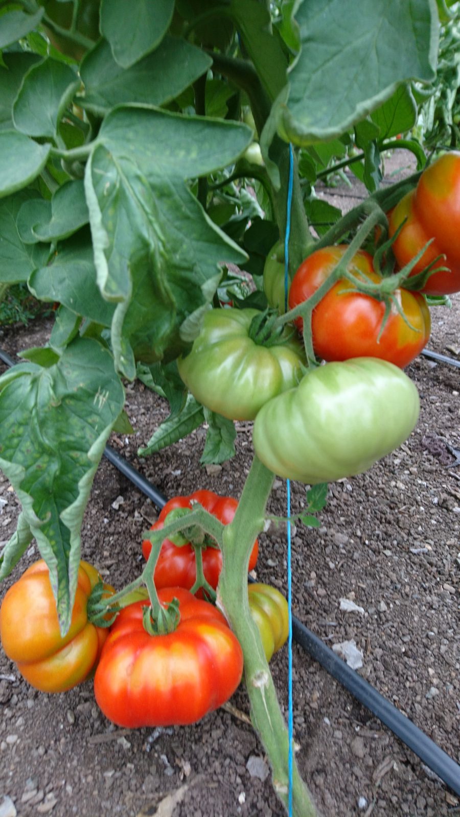 mamande-tomatoes-ripening-camelcsa-0818