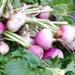 turnips-camelcsa-121018