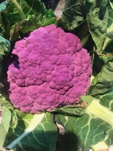 purple-cauliflower-camelcsa-121018