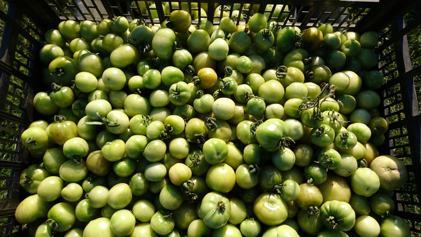 green-tomatoes-camecsa-121118