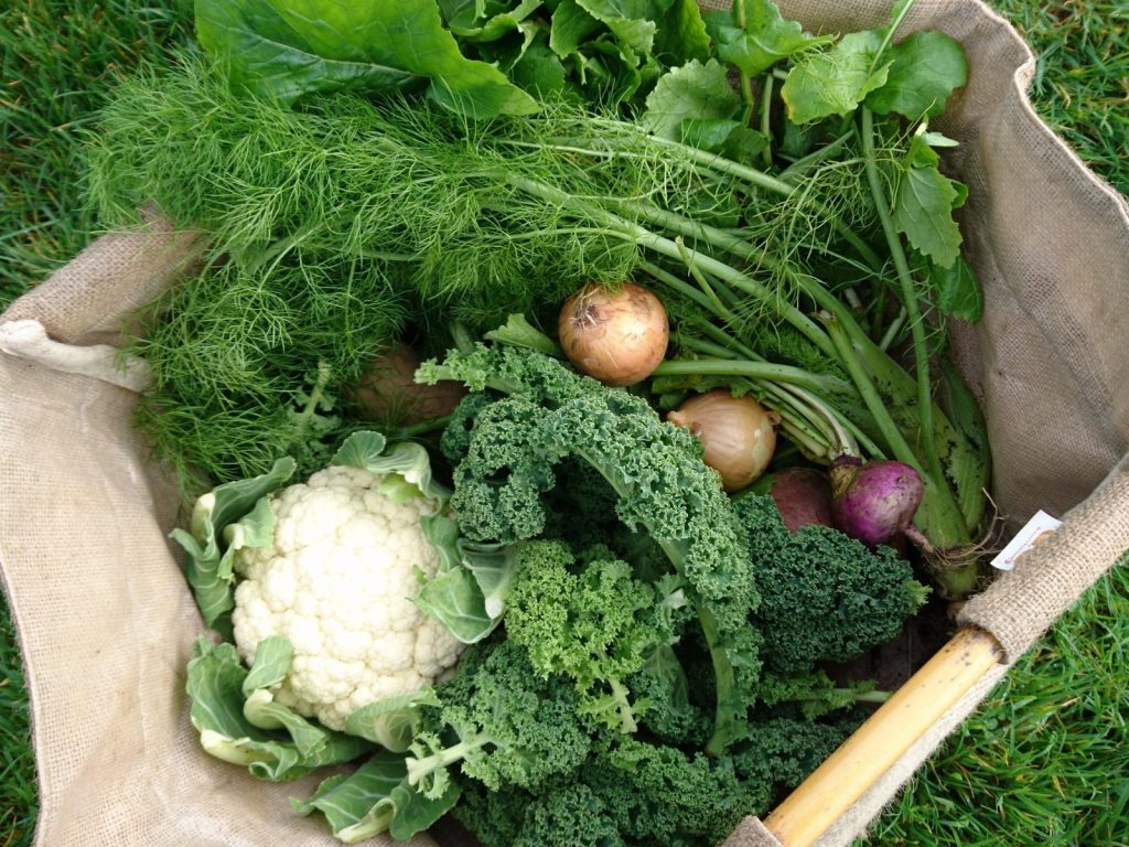 Celery and fennel in our veg boxes from Cornwall @ Camel Community