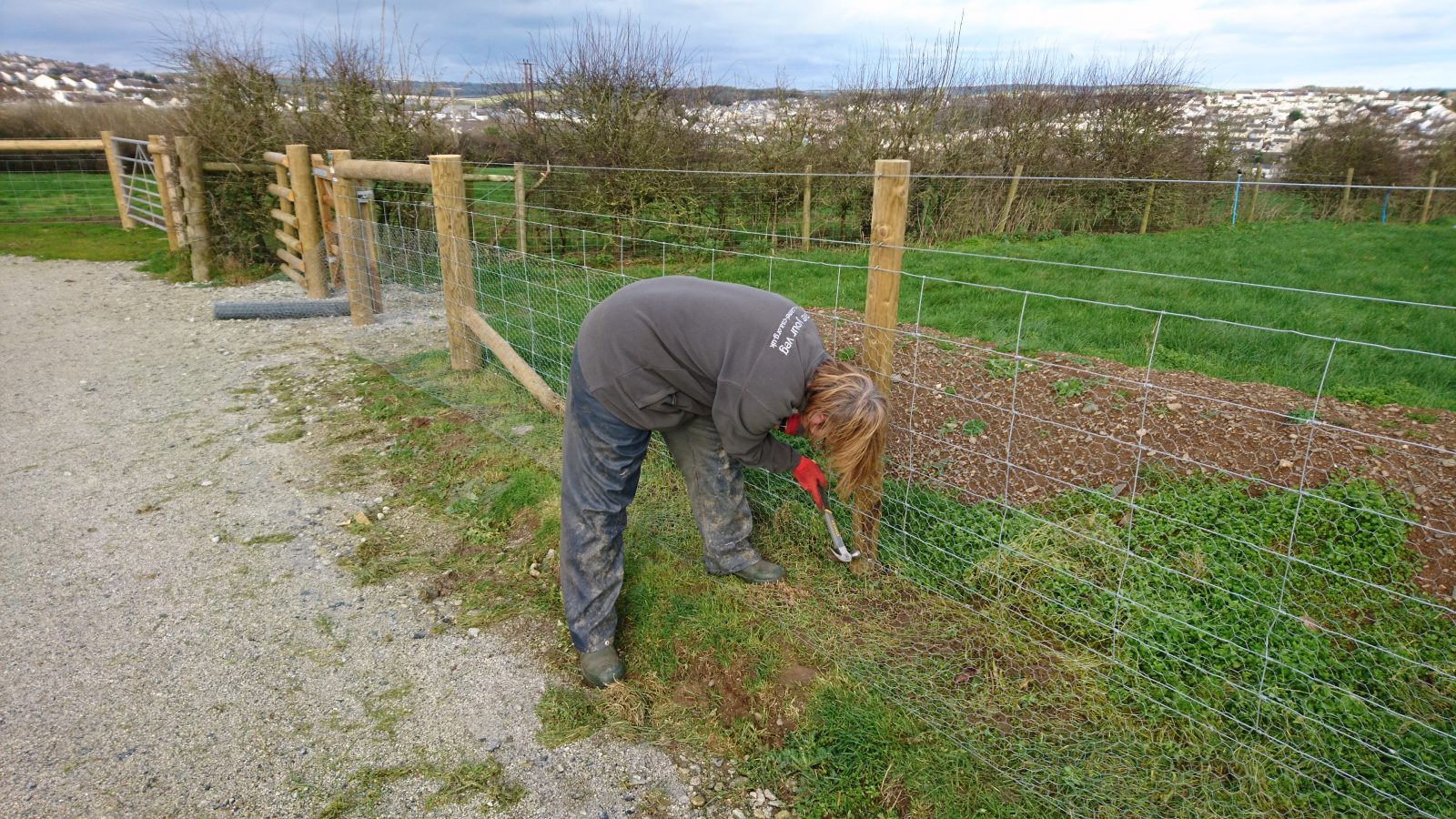 rabbit-proof-fencing-treraven-farm-camelcsa-010219