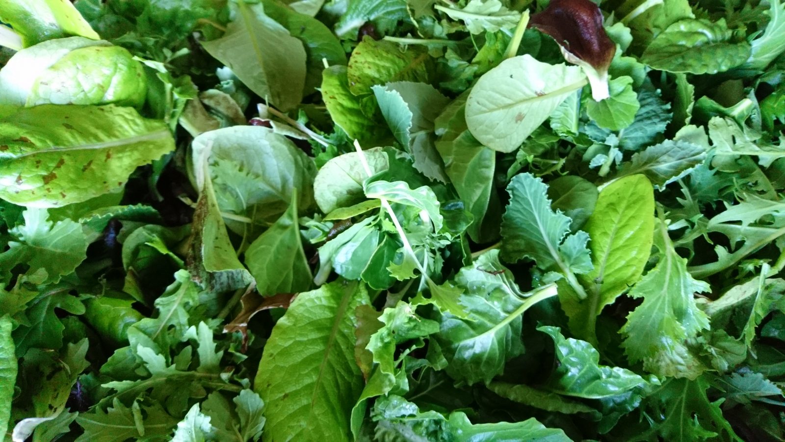 mixed-winter-salad-leaves-camelcsa-150219