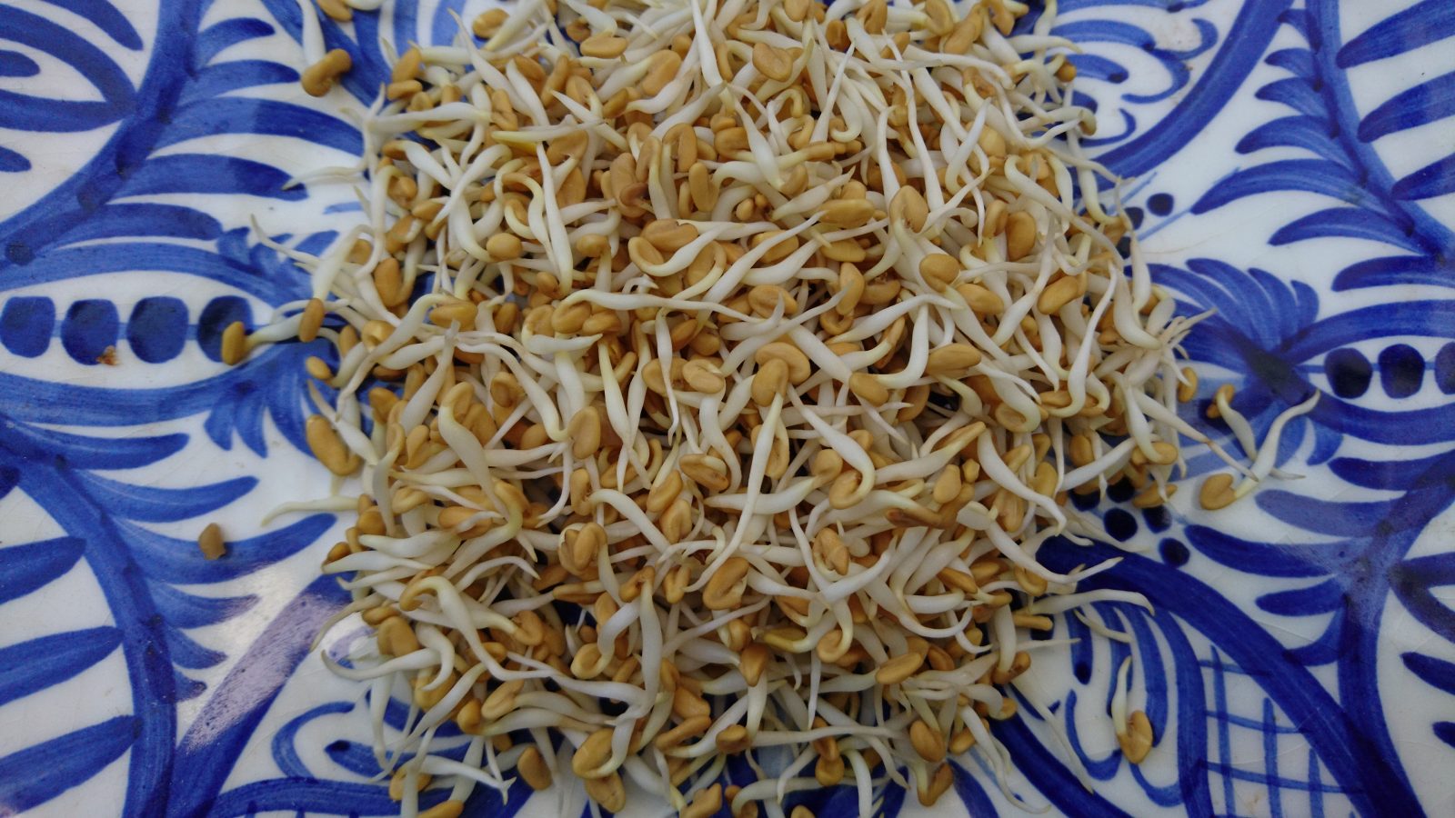 fenugreek-sprouts-camelcsa-010319