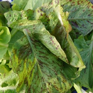 freckles-lettuce-leaves-camelcsa-290319