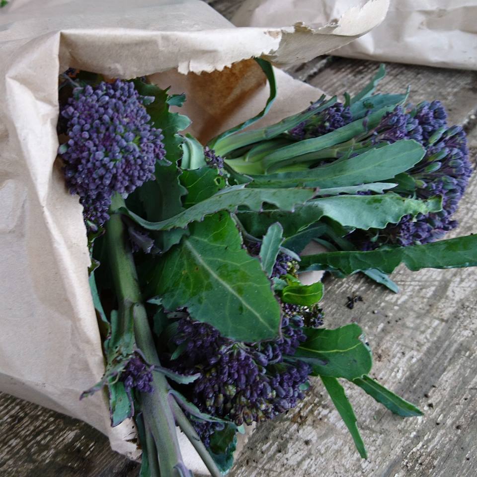 purple-sprouting-broccoli-camelcsa-1218