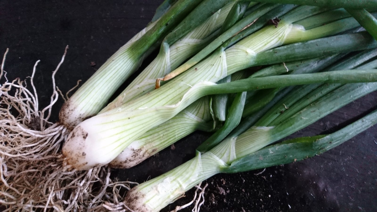 spring-onions-camelcsa-310519