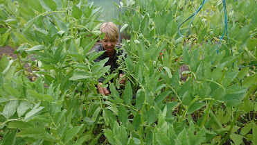 harvesting-broad-beans-polytunnel-camelcsa-070619