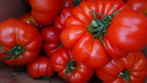 marmande-tomatoes-camelcsa-060919