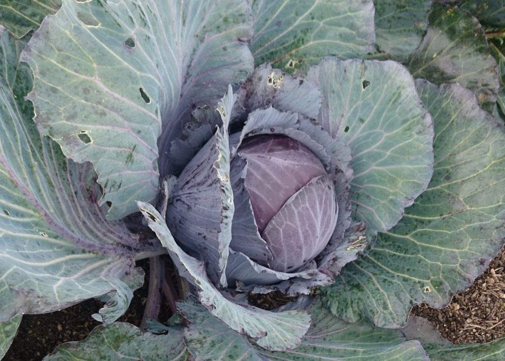 red-cabbage-camelcsa-040919