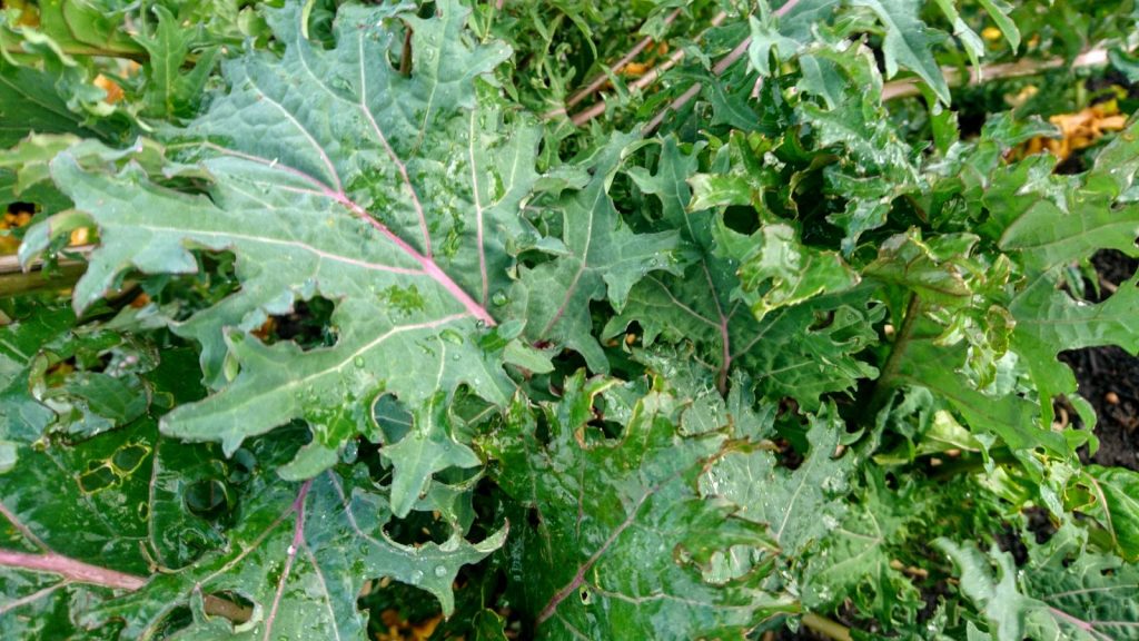 red-russian-kale-camelcsa-061219