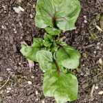 baby-spinach-red-kitten-camelcsa-210220