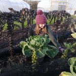 harvesting-sprouts-camelcsa-201120