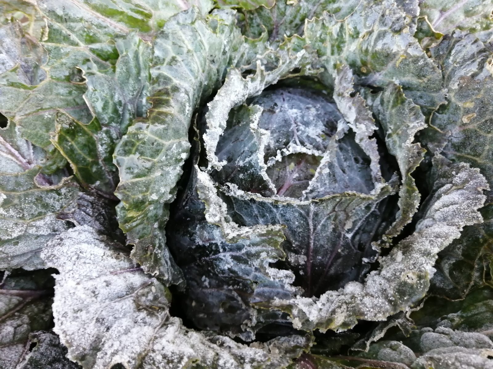 frosty-cabbage-camelcsa-271120