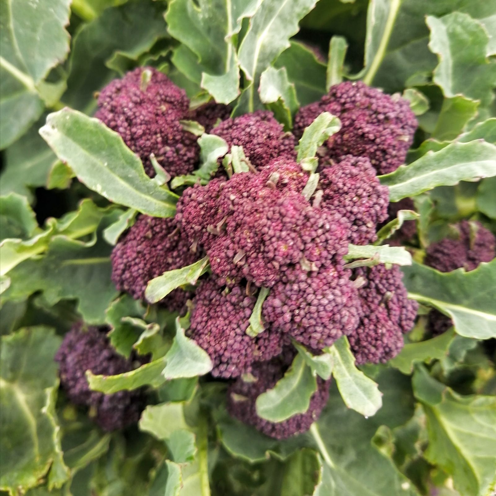 purple-sprouting-broccoli-camelcsa-0321