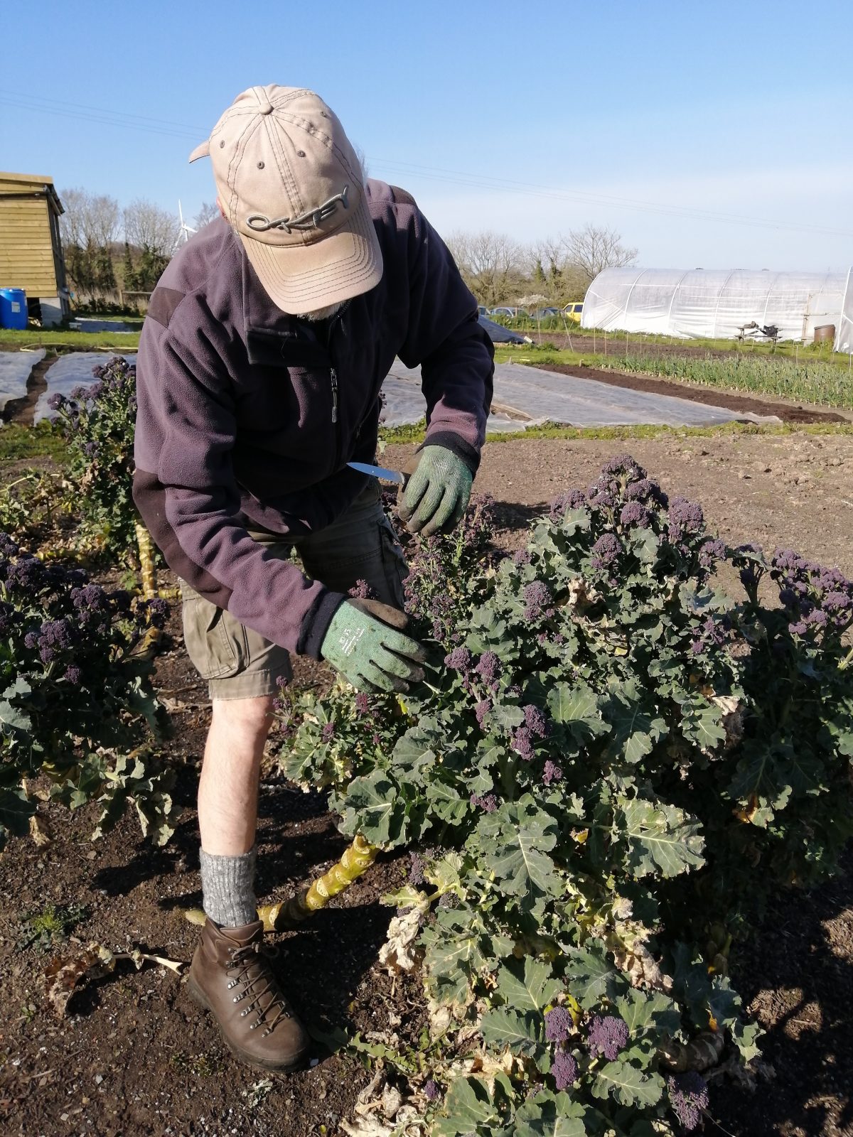 harvesting-purple-sprouting-broccoli-camelcsa-160421