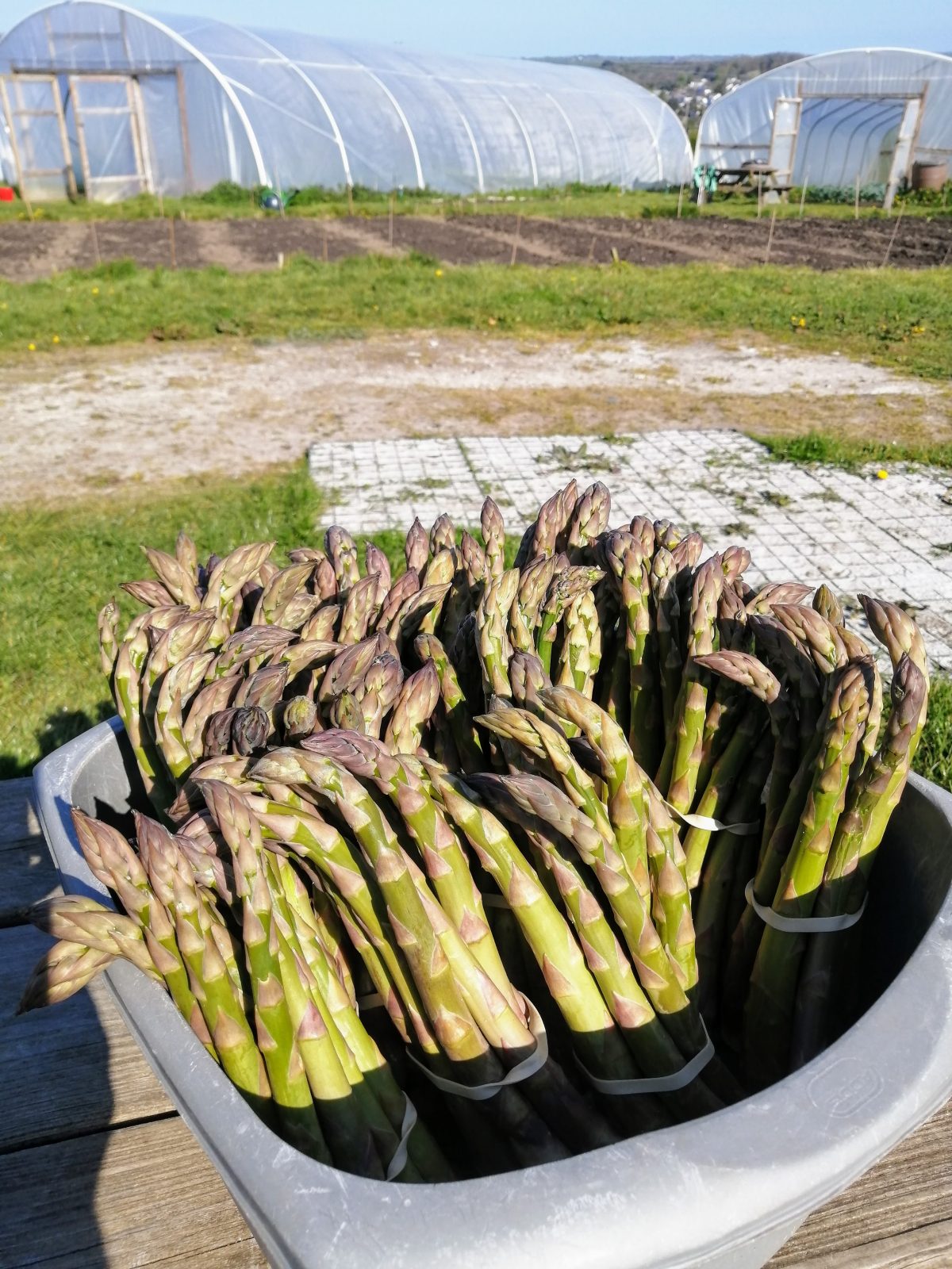 st-enodoc-asparagus-camelcsa-230421