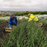 harvesting-spring-onions-camelcsa-300721