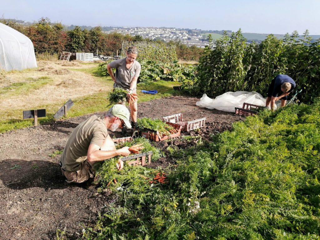 Carrots galore in this week’s veg boxes @ Camel Community Supported