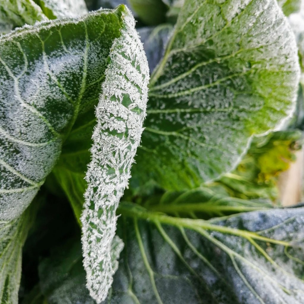 frozen-cabbage-camelcsa-210122