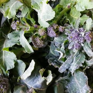 purple-sprouting-broccoli-camelcsa-040222