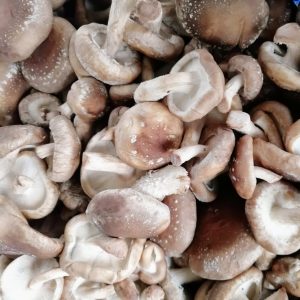 shiitake-mushrooms-forestfungi-camelcsa-040322