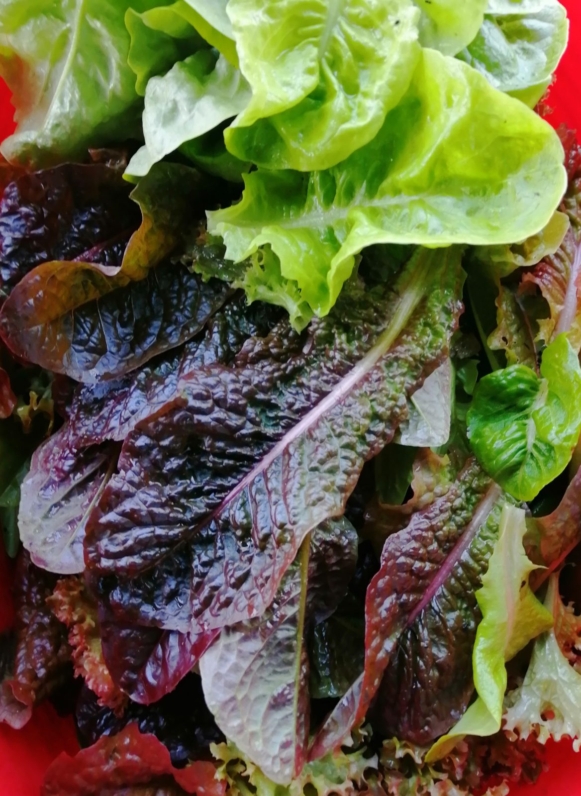 mixed-salad-leaves-camelcsa-110322