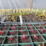 beetroot-seedlings-camelcsa-250322