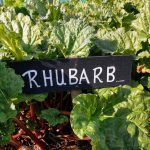 rhubarb-camelcsa-010422
