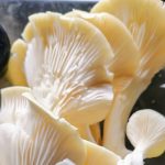 yellow-oyster-mushrooms-camelcsa-300422