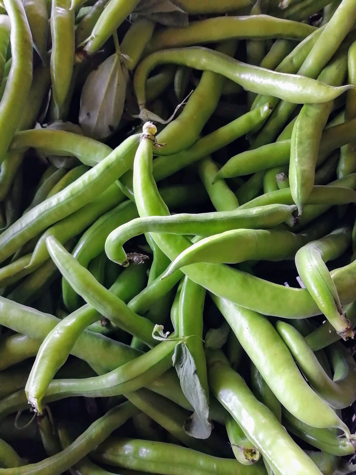 broad-beans-camelcsa-300422