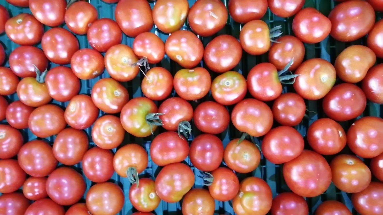 tomatoes-camelcsa-071022